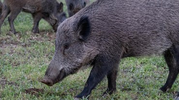 Besplatna sredstva za zaštitu od divljači 