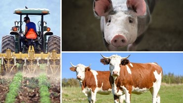 JAVNI POZIV ZA DODJELU POTPORA POLJOPRIVREDI NA PODRUČJU OPĆINE HUM NA SUTLI U 2025. GODINI