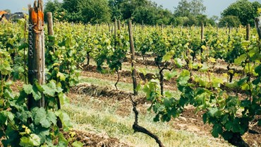 Obavijest vinogradarima - prikupljanje podataka o zapuštenim vinogradima 